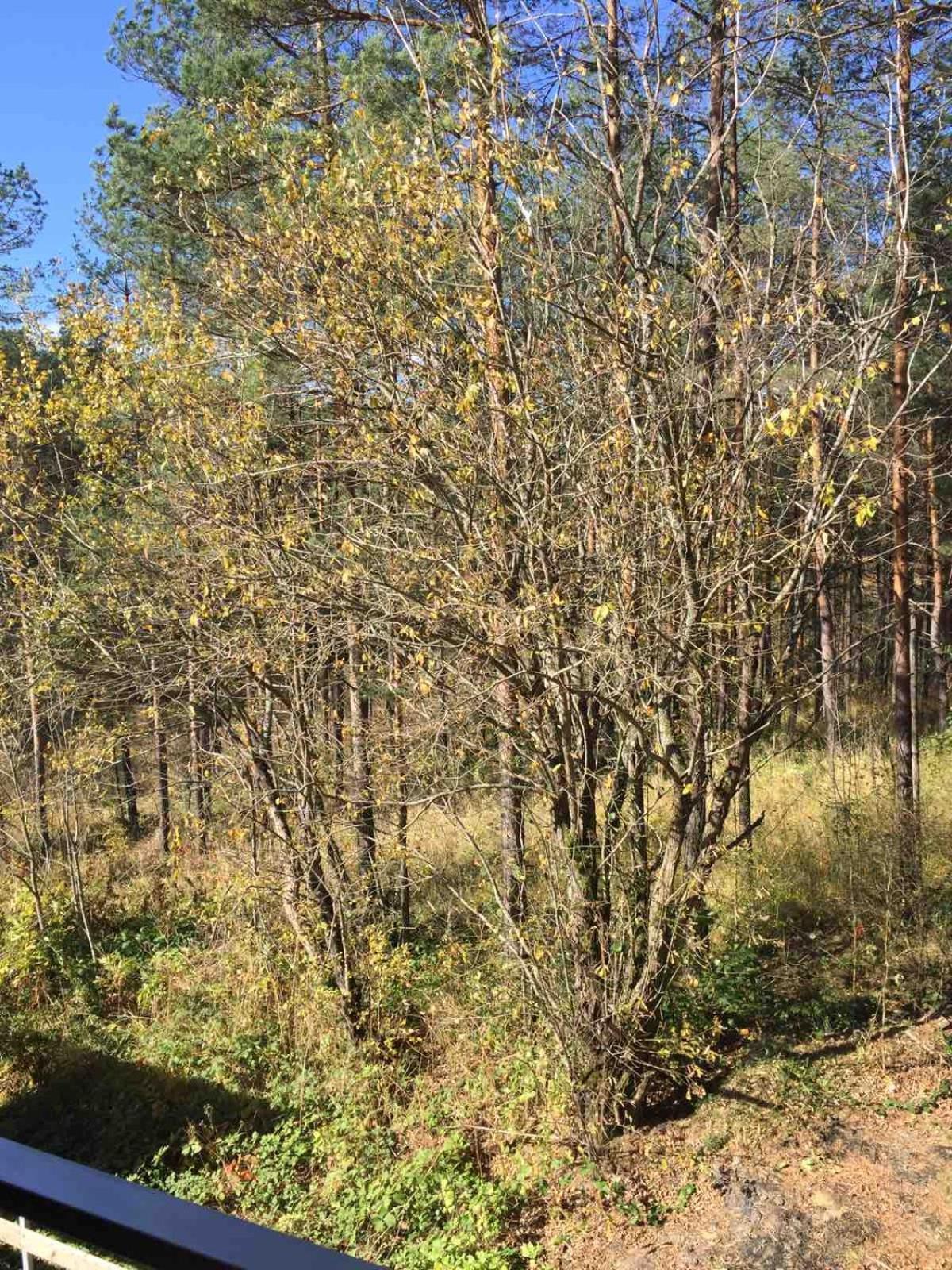 Planinsko Srce Daire Divčibare Dış mekan fotoğraf